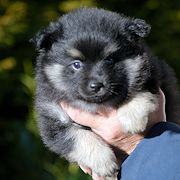 J2-bis-8-Wochen-Mittelspitze