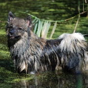 Kikki - der Seehund - Bildergarie