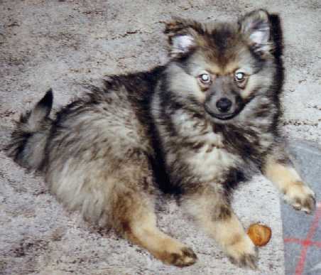 Mittelspitz Kira mit 3 Monaten
