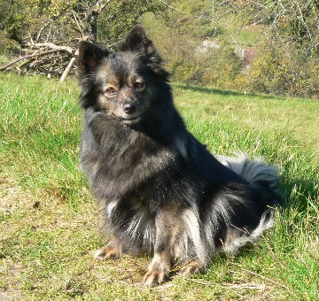 Mittelspitz Kira mit 5 Jahren