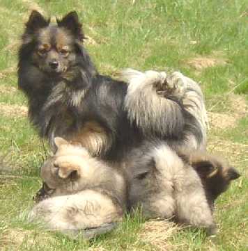 Spitz Kira mit Welpen