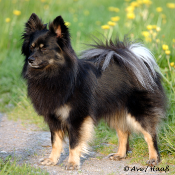 Mittelspitz Diamond Lady von der Rosssteige