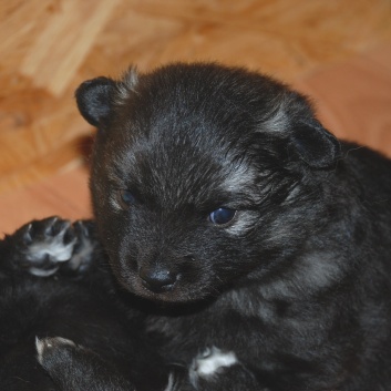 Lasko und Leyla von der Rosteige mit 3,5 Wochen 03