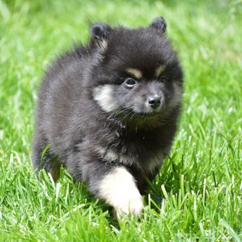 Mittelspitz Alf von der Rosssteige 7 Wochen - 02