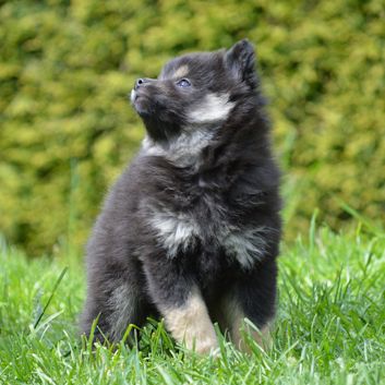 Mittelspitz Alf von der Rosssteige 7 Wochen - 03