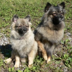 Mittelspitz Arabella mit kleiner Schwester Bonita von der Roßsteige Mittelspitz Arabella mit kleiner Schwester Bonita von der Roßsteige