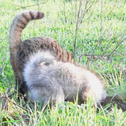 Mittelspitz Arabella und Katze Share graben gemeinsam