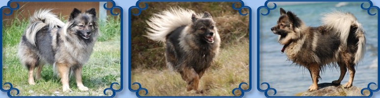 Mittelspitz Arabella von der Rosteige Ubersicht 2011-05