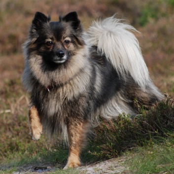 Mittelspitz Arabella von der Rosteige mit 5 Jahren - Mai 2011