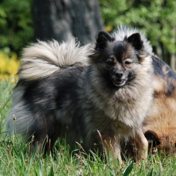 Mittelspitz Arabella von der Rosteige mit 6 Jahren - April 2011