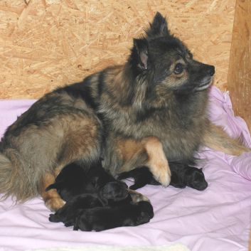 Mittelspitz Arabella von der Rosteige mit ihren Babys vom J-Wurf 2010-06-13