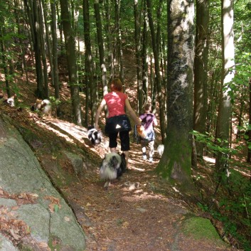 Mittelspitz Aragon von der Rosteige in der Huettlenwaldschlucht 09