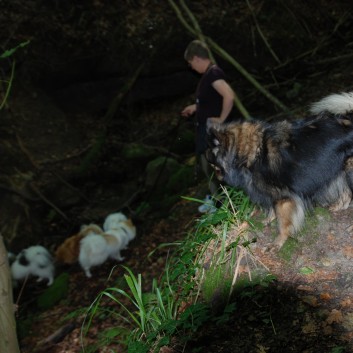 Mittelspitz Aragon von der Rosteige in der Huettlenwaldschlucht 16