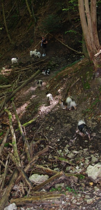 Mittelspitz Aragon von der Rosteige in der Huettlenwaldschlucht 22