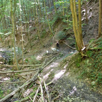 Mittelspitz Aragon von der Roßsteige in der Huettlenwaldschlucht 23 Mittelspitz Aragon von der Roßsteige in der Huettlenwaldschlucht 23