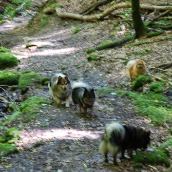 Mittelspitz Aragon von der Rosteige in der Huettlenwaldschlucht 25