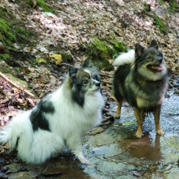 Mittelspitz Aragon von der Rosteige in der Huettlenwaldschlucht 28