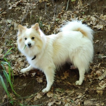 Mittelspitz Aragon von der Rosteige in der Huettlenwaldschlucht 29