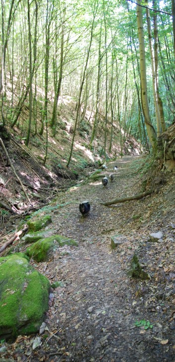 Mittelspitz Aragon von der Roßsteige in der Huettlenwaldschlucht 35 Mittelspitz Aragon von der Roßsteige in der Huettlenwaldschlucht 35