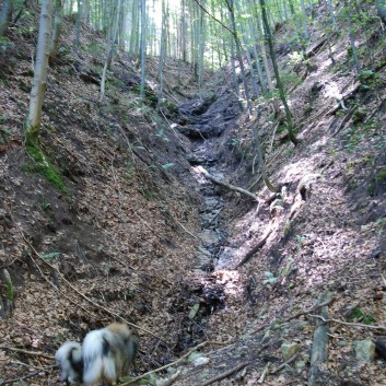 Mittelspitz Aragon von der Rosteige in der Huettlenwaldschlucht 37