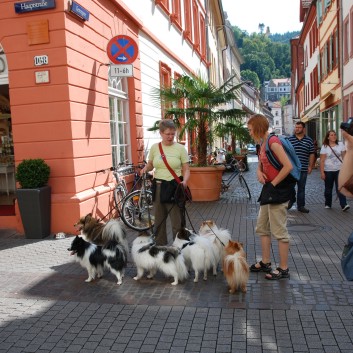 Mittelspitz Aragon von der Roßsteige zu Besuch in Heidelberg 01 Mittelspitz Aragon von der Roßsteige zu Besuch in Heidelberg 01