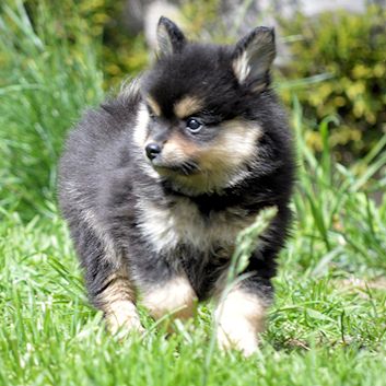 Mittelspitz Aslan von der Rosssteige 7 Wochen - 01