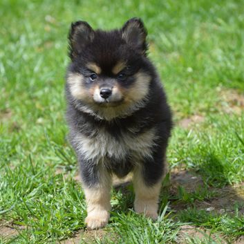 Mittelspitz Aslan von der Rosssteige 7 Wochen - 04