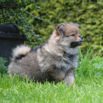 Mittelspitz Bella von der Rosssteige mit 7 Wochen - 01