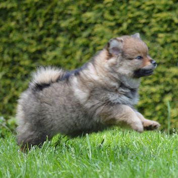 Mittelspitz Bella von der Rosssteige mit 7 Wochen - 04