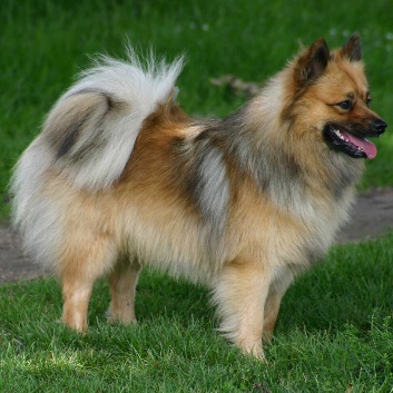 Mittelspitz Bodie von der Rosssteige - Farben der Spitze