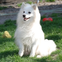 Mittelspitz Boukie Buthus 2 Mittelspitz Boukie Buthus 2