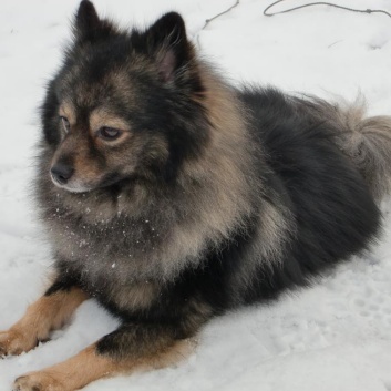 Mittelspitz Django von der Rosteige mit 4 Jahren