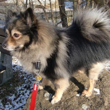 Mittelspitz Django von der Rosteige mit 5 Jahren