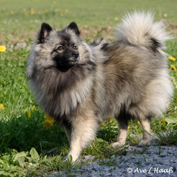 Mittelspitz Fair Lady von der Rosteige