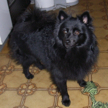 Mittelspitz Gipsy von der Rosteige mit einem Jahr