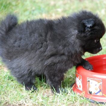 Mittelspitz Jolina von der Rosteige mit 6 Wochen 01