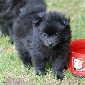 Mittelspitz Jolina von der Rosteige mit 6 Wochen 02