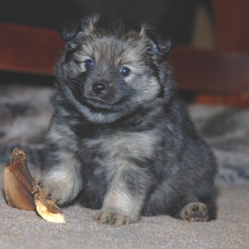 Mittelspitz Kikki von der Rosteige mit 5 Wochen 05