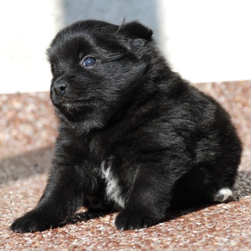 Mittelspitz Leyla Emma von der Rosteige mit 4 Wochen 01