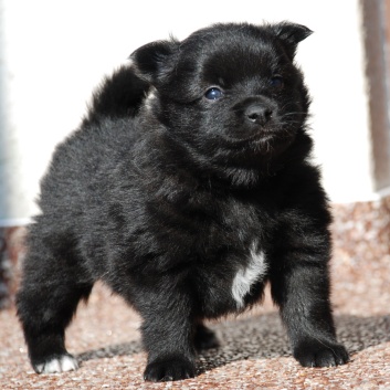 Mittelspitz Leyla Emma von der Rosteige mit 4 Wochen 04