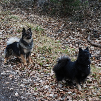 Mittelspitz Leyla Emma von der Rosteige zu Besuch zu Hause 2012-03-09