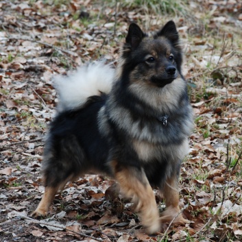 Mittelspitz Leyla Emma von der Rosteige zu Besuch zu Hause 2012-03-10