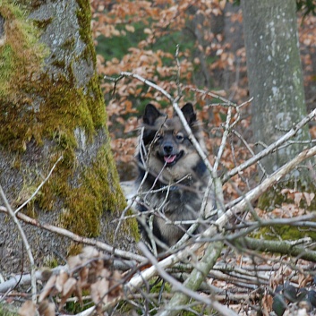 Mittelspitz Leyla Emma von der Rosteige zu Besuch zu Hause 2012-03-19