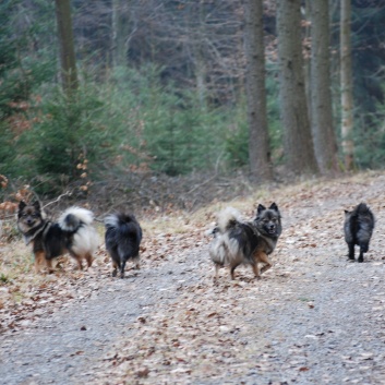 Mittelspitz Leyla Emma von der Rosteige zu Besuch zu Hause 2012-03-38