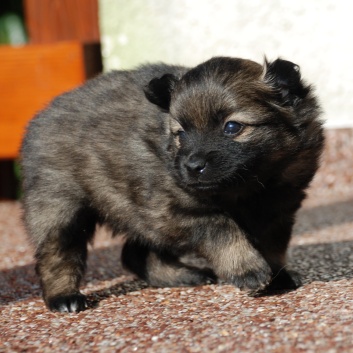 Mittelspitz Lilly Laskaja von der Rosteige mit 4 Wochen 01