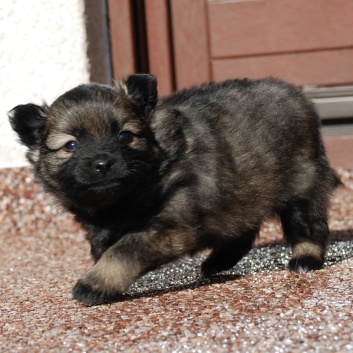 Mittelspitz Lilly Laskaja von der Rosteige mit 4 Wochen 02