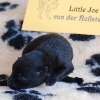 Mittelspitz Little Joe von der Rosssteige eine Woche alt - 02