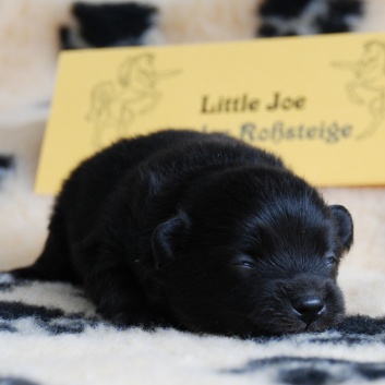 Mittelspitz Little Joe von der Rosssteige zwei Wochen alt - 02