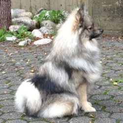 Mittelspitz Neppi Sohn von Bonita von der Rosteige 1 Jahr alt - 01