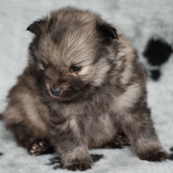 Mittelspitz Neppi von der Rosteige mit 4 Wochen 02